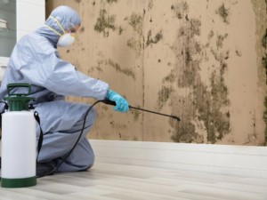 COMMERCIAL MOLD REMEDIATION
